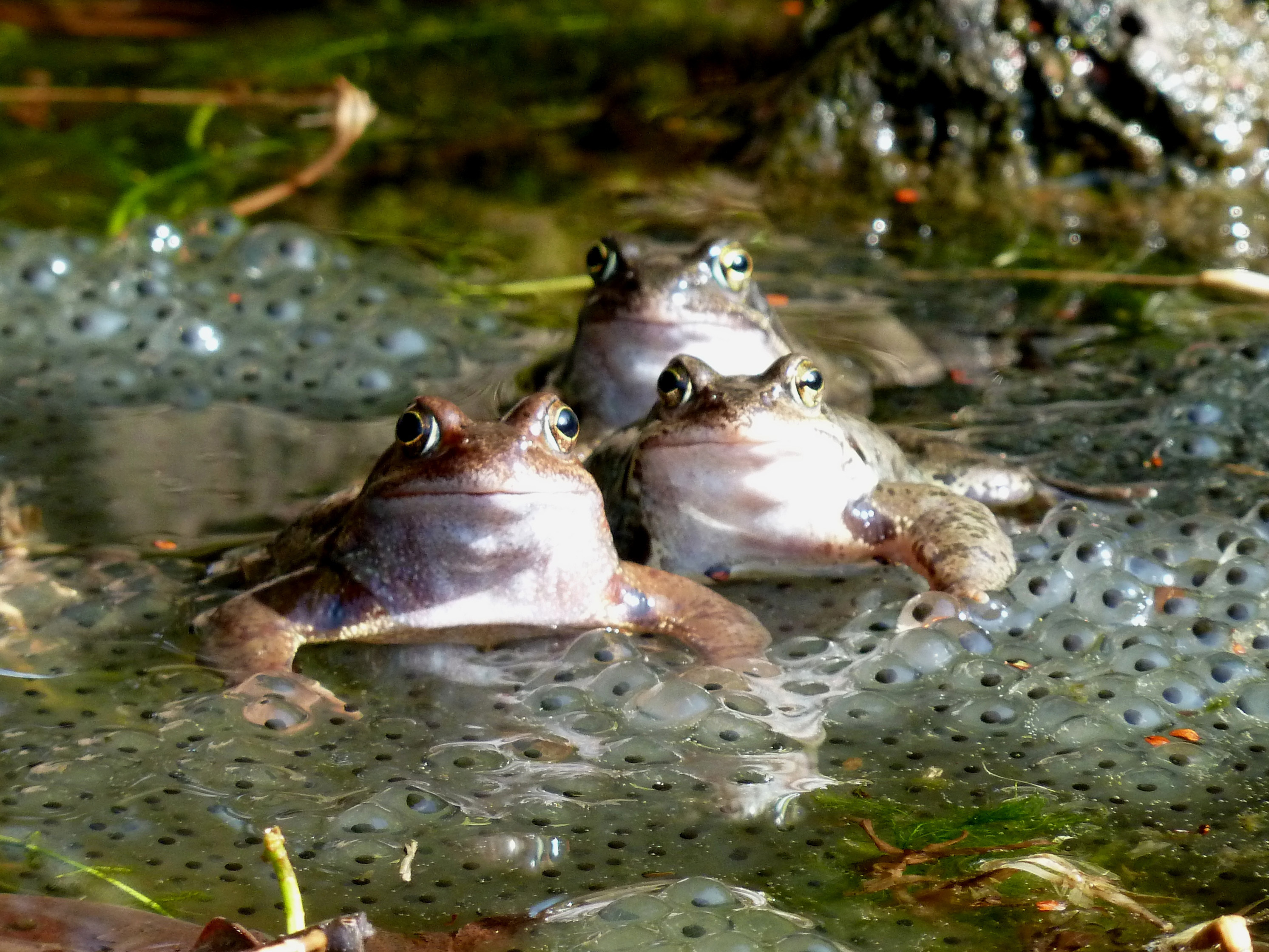 Van kikkerdril tot kikker Natuurmonumenten